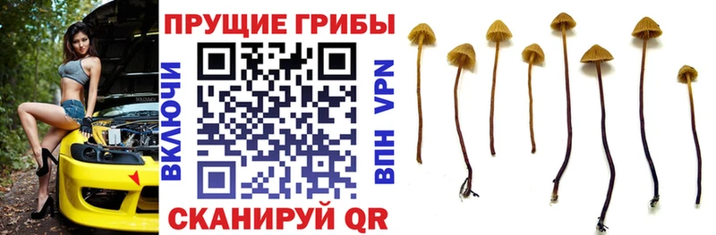 где можно купить   Истра  Псилоцибиновые грибы MAGIC MUSHROOMS 